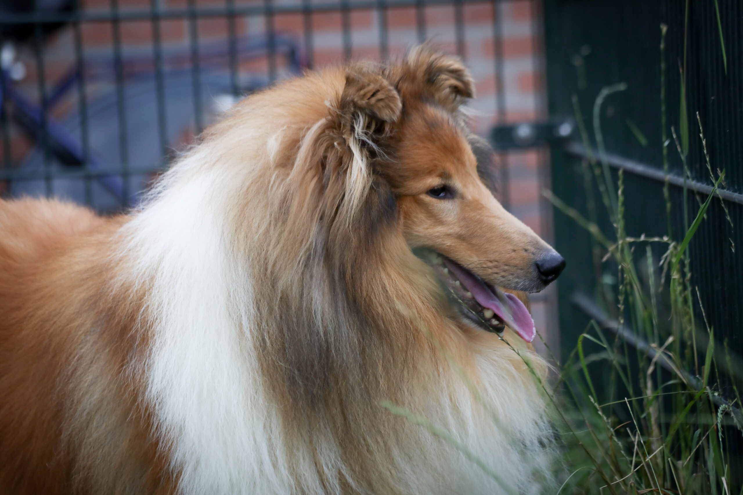 Schotse Collie Dogs of the Dutch