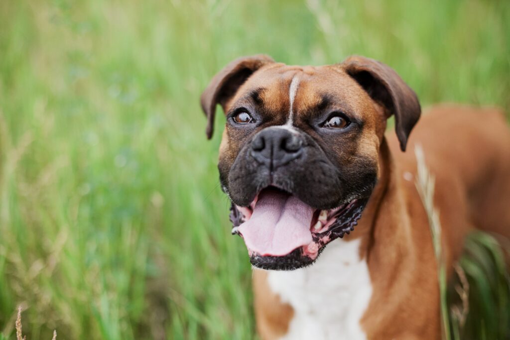 Boxer pup - Dogs of the Dutch