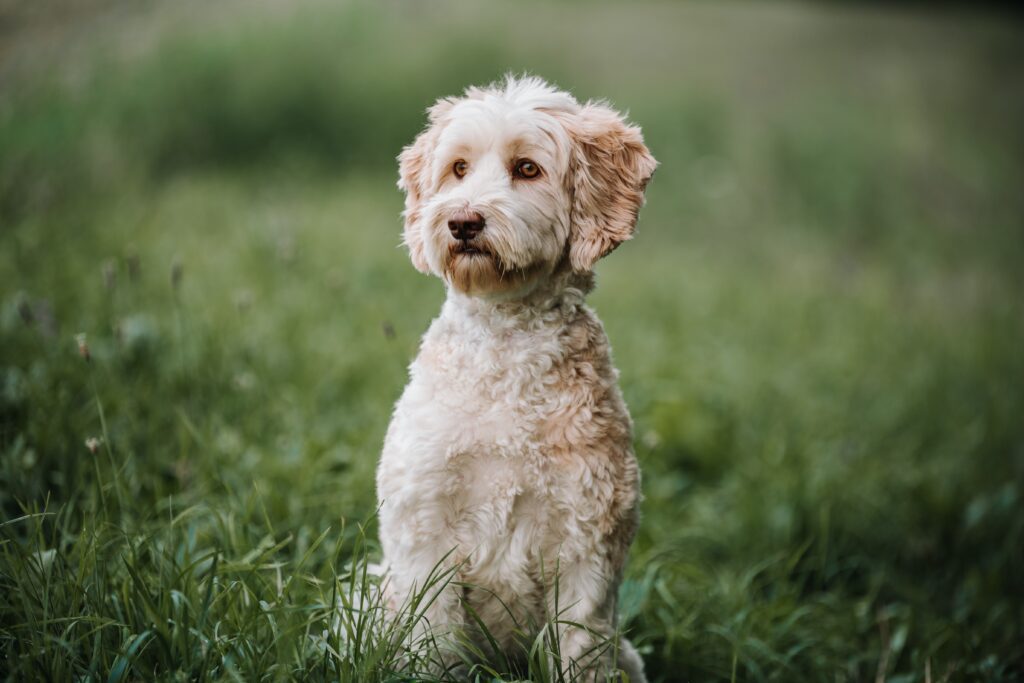 Labradoodle Dogs of the Dutch