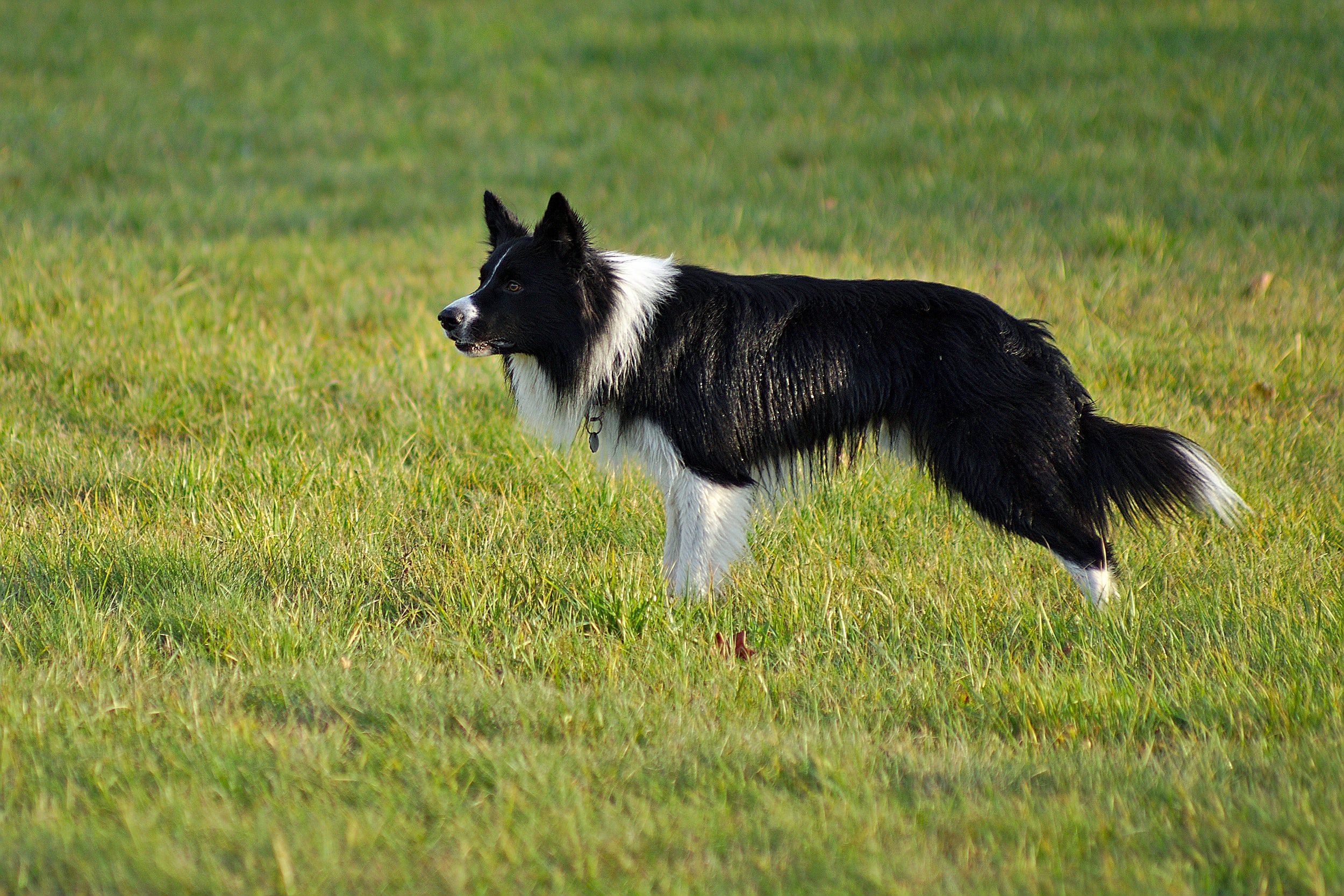 Border Collie pup - dogs of the dutch