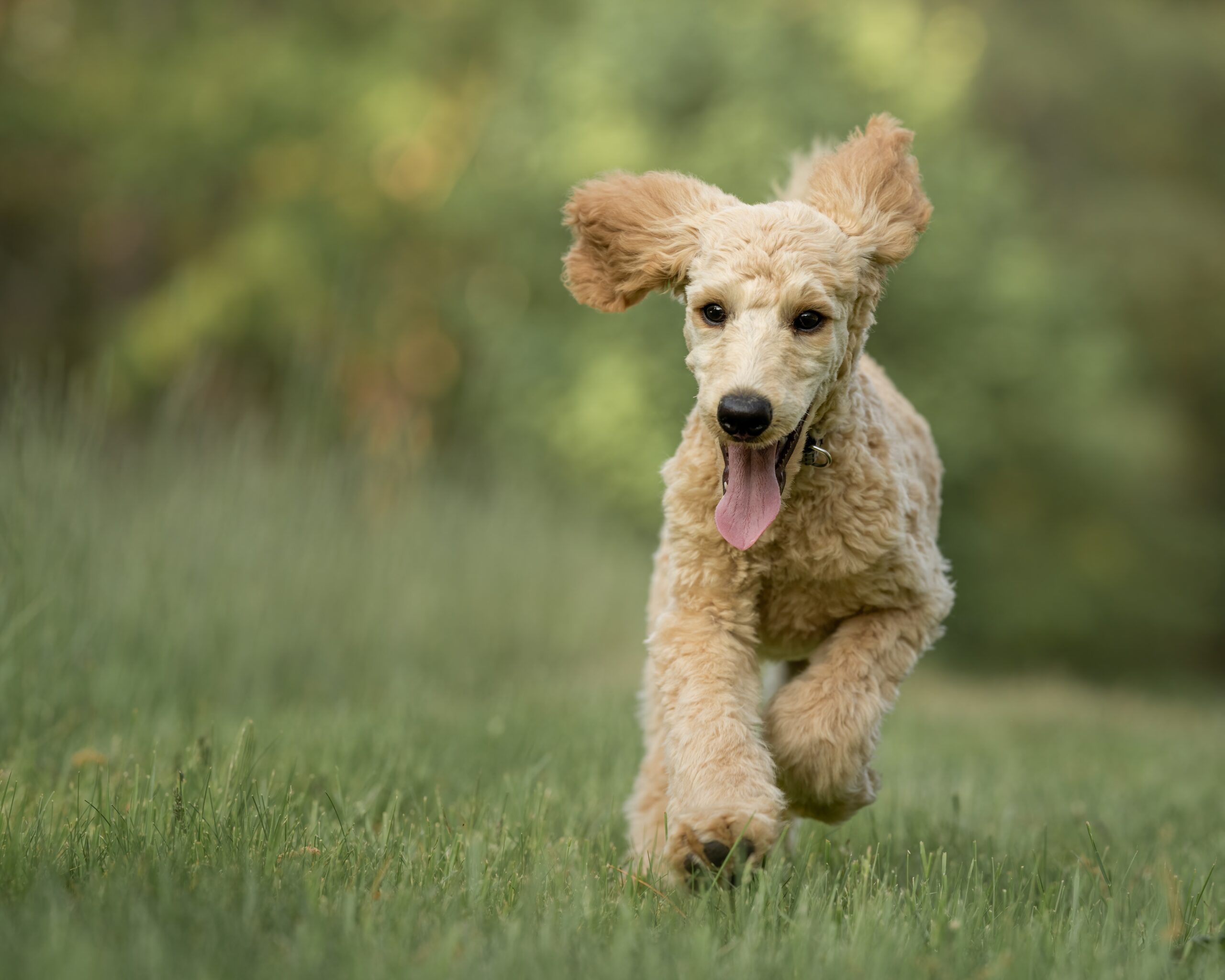 Goldendoodle Pup - Dogs of the Dutch